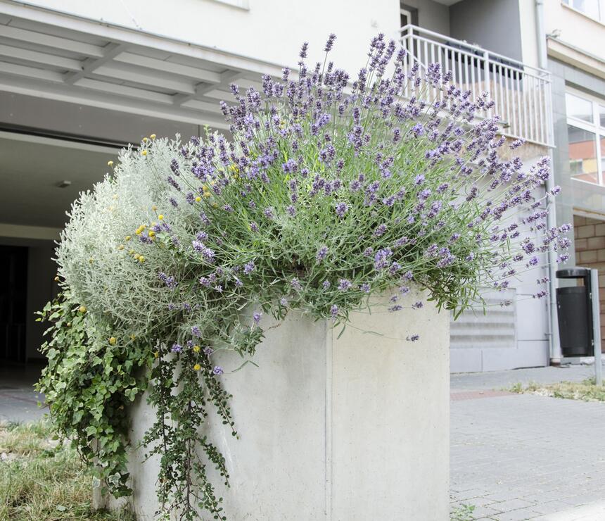 Kvetináč Linda farba natural povrch hladký - foto č.3